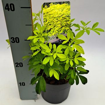 Choisya ternata SUNDANCE