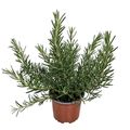 Rosmarinus officinalis 'Prostratus'