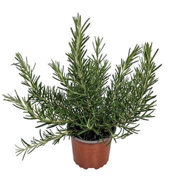 Rosmarinus officinalis 'Prostratus'