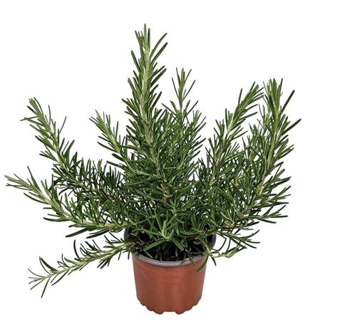 Rosmarinus officinalis 'Prostratus'