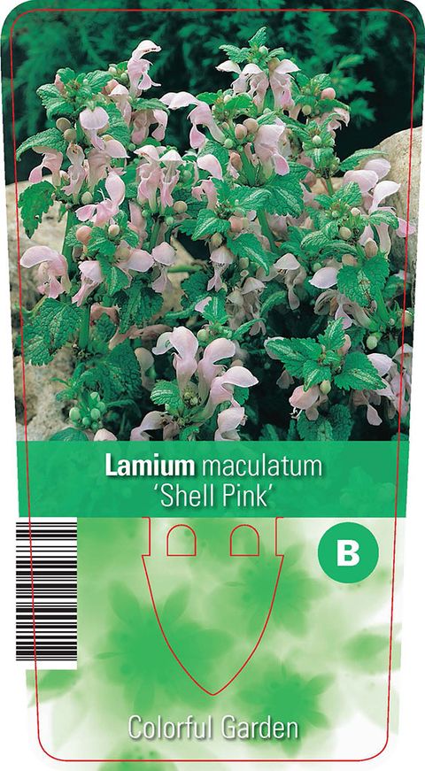 Lamium maculatum 'Shell Pink'