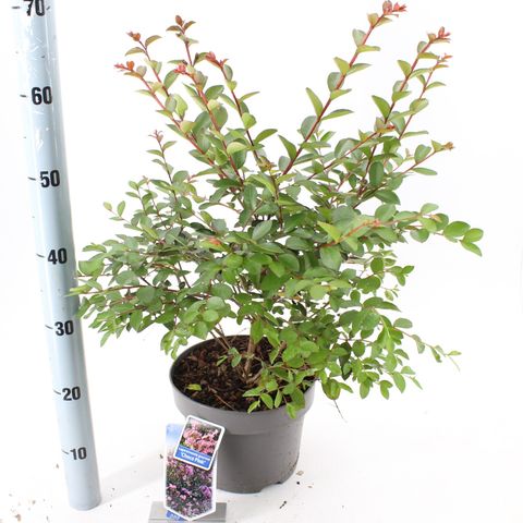 Lagerstroemia indica CHOCO PINK