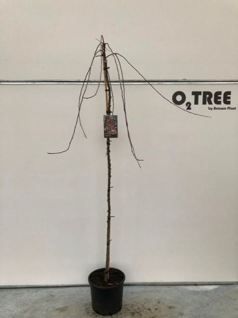 Malus 'Royal Beauty'