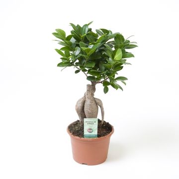 Ficus microcarpa 'Ginseng'