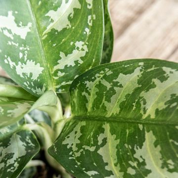 Aglaonema 'Amazon Silver'