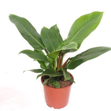Philodendron 'Imperial Green'