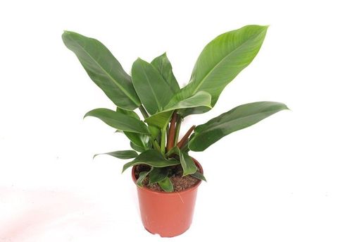 Philodendron 'Imperial Green'