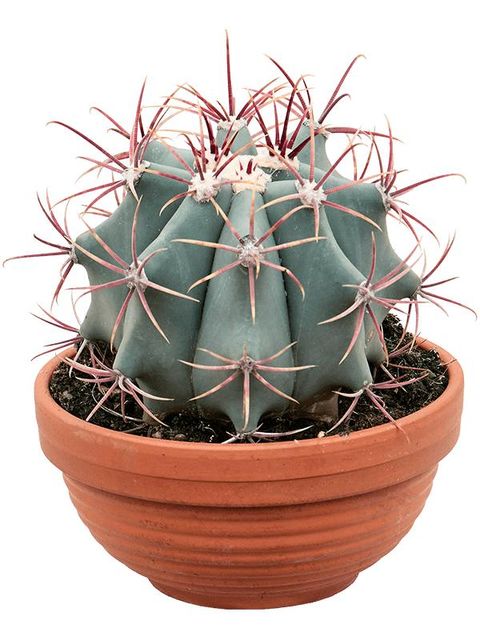Ferocactus stainesii