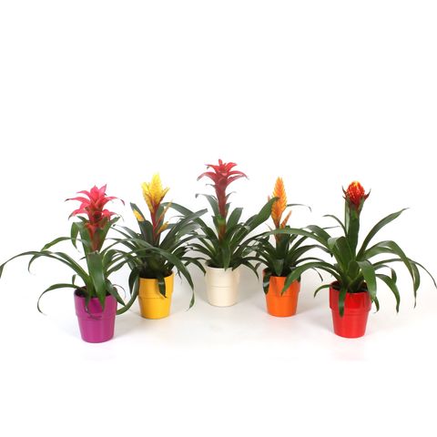 Bromelia EXCELLENT MIX (Best Bromelia)