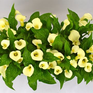 Zantedeschia 'White Flirt'