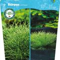 Isolepis cernua