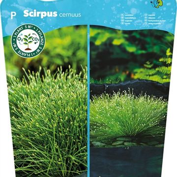 Isolepis cernua