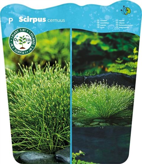 Isolepis cernua