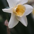 Narcissus 'Sweet Love'