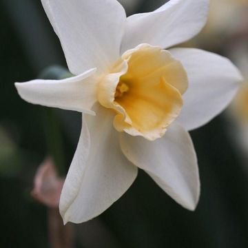 Narcissus 'Sweet Love'