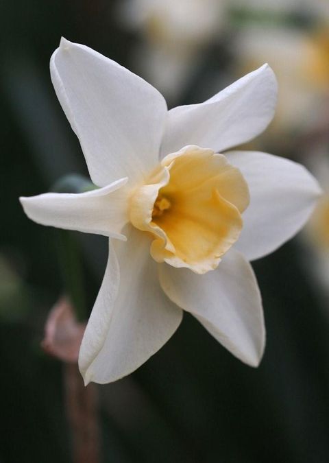 Narcissus 'Sweet Love'