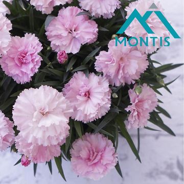 Диантус I LOVE U