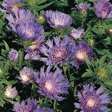 Stokesia laevis