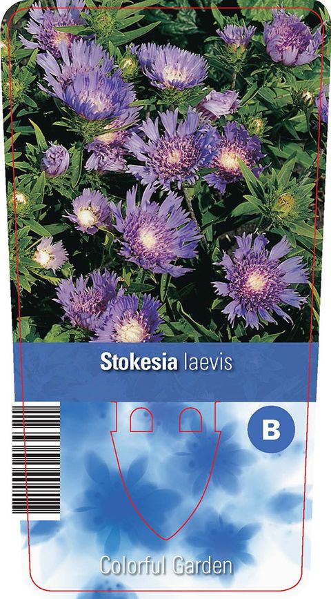 Stokesia laevis