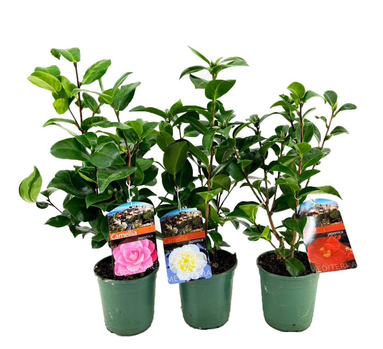 Camellia japonica MIX  Pflanzengrohandel FlorAccess