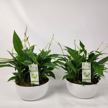 Arrangement Spathiphyllum