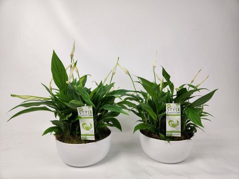 Arrangement Spathiphyllum