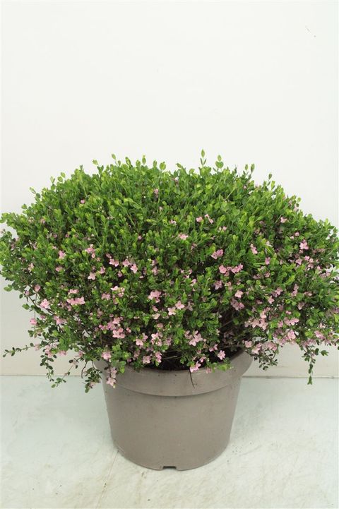 Boronia crenulata