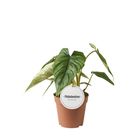 Philodendron plowmanii