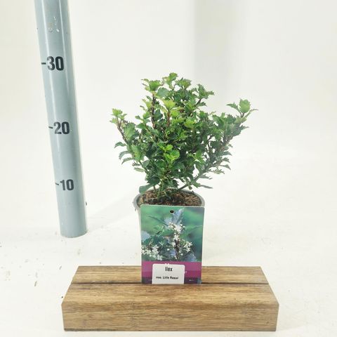 Ilex x meserveae LITTLE RASCAL