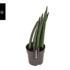 Sansevieria cylindrica MOHAWK