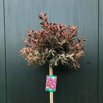 Weigela florida MONET