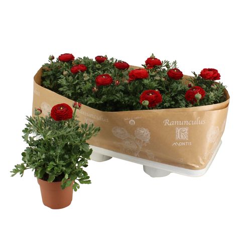 Ranunculus asiaticus 'Sprinkles Red'
