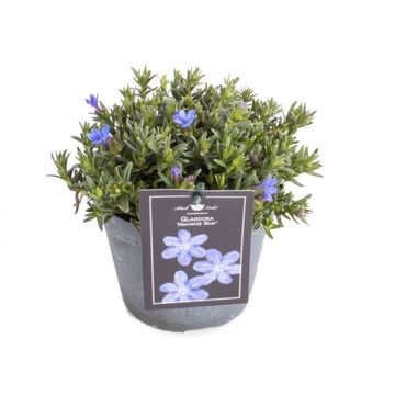 Glandora diffusa 'Heavenly Blue'