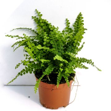 Nephrolepis cordifolia 'Duffii'