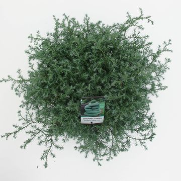 Chamaecyparis pisifera 'Squarrosa'