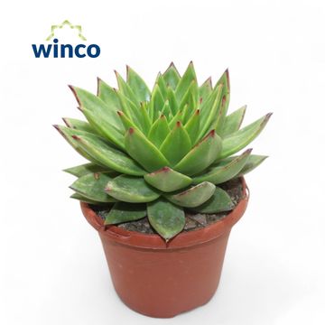 Echeveria agavoides 'Lipstick'