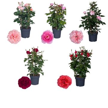 Rosa RENAISSANCE COLLECTION MIX