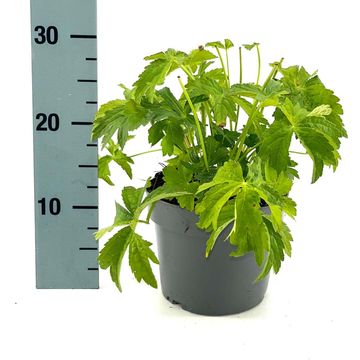 Astrantia major 'Shaggy'