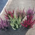 Calluna vulgaris BEAUTY LADIES MIX
