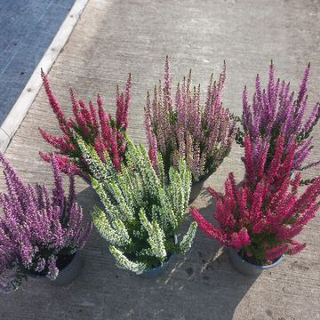 Calluna vulgaris BEAUTY LADIES MIX