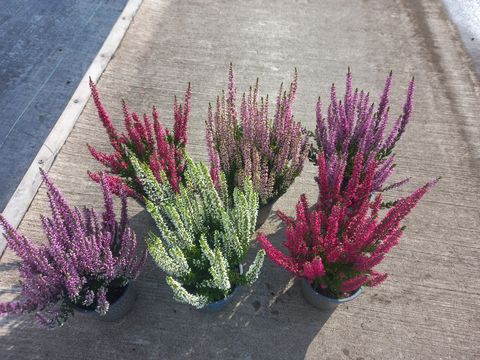 Calluna vulgaris BEAUTY LADIES MIX
