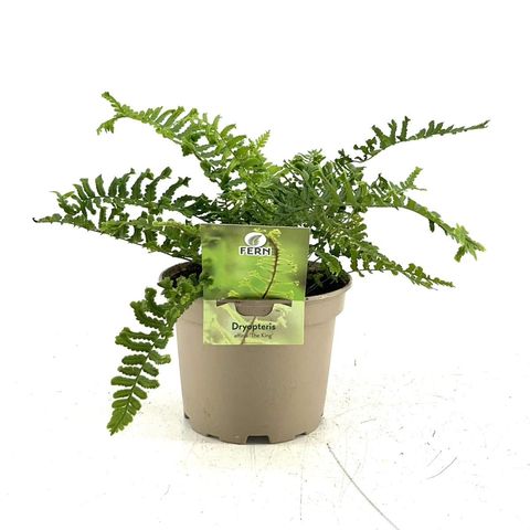 Dryopteris filix-mas 'The King'