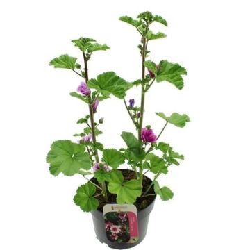 Malva sylvestris 'Zebrina'