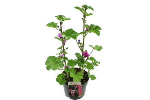 Malva sylvestris 'Zebrina'
