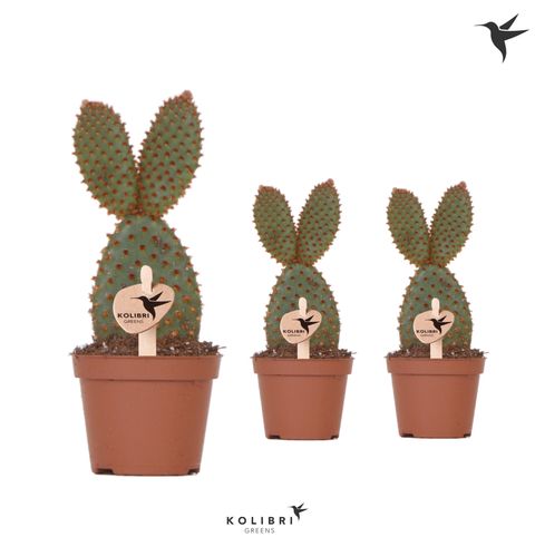 Opuntia microdasys rufida