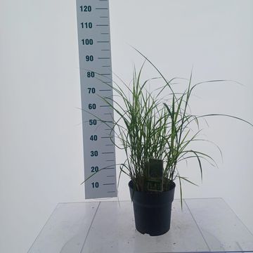 Miscanthus sinensis 'Strictus Dwarf'