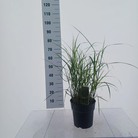 Miscanthus sinensis 'Strictus Dwarf'