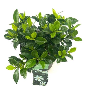 Gardenia jasminoides PINWHEEL