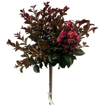 Lagerstroemia indica 'Coral Magic'