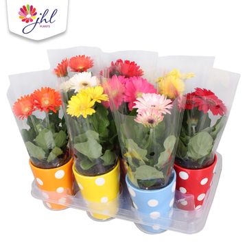 Gerbera MIX
